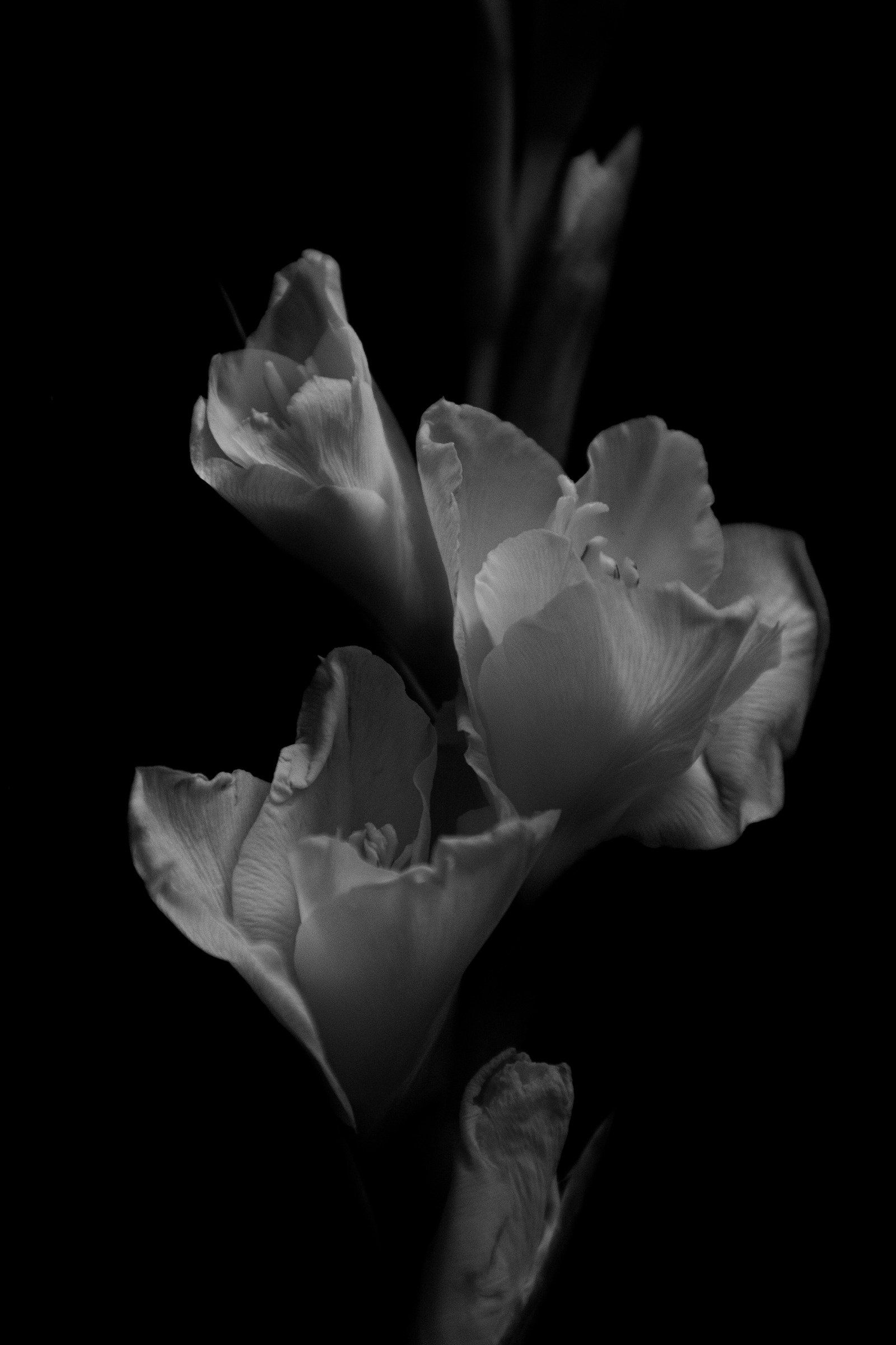 Detalle floral de Tanja & Joel